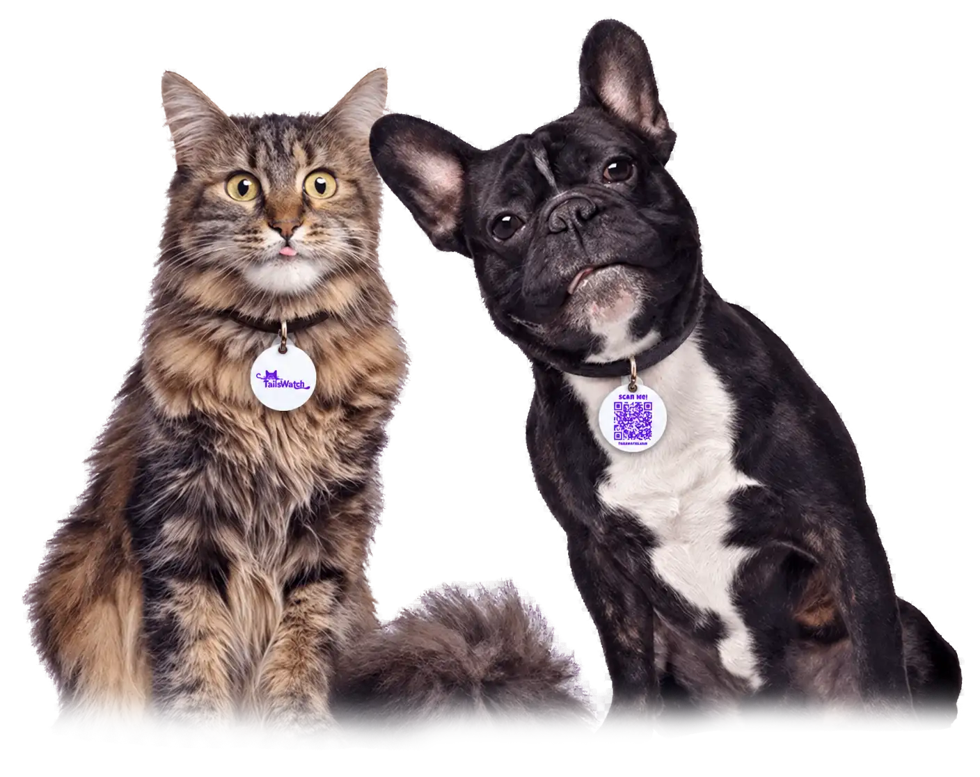 A pet wearing a Tailswatch smart QR tag